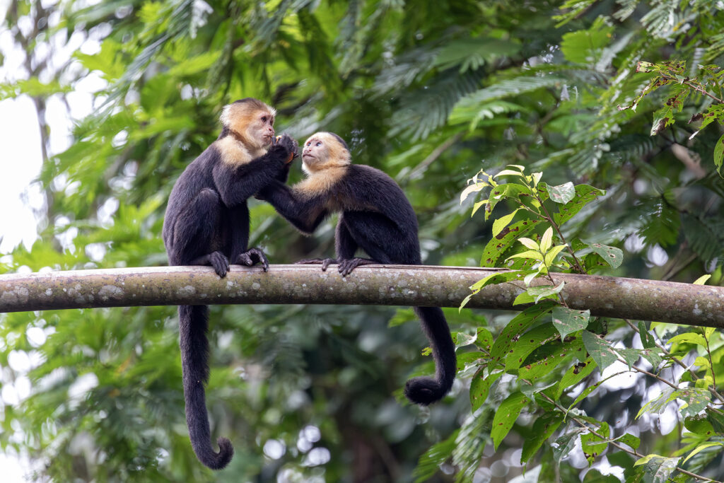 Panamanian White-Faced Capuchin Costa Rica