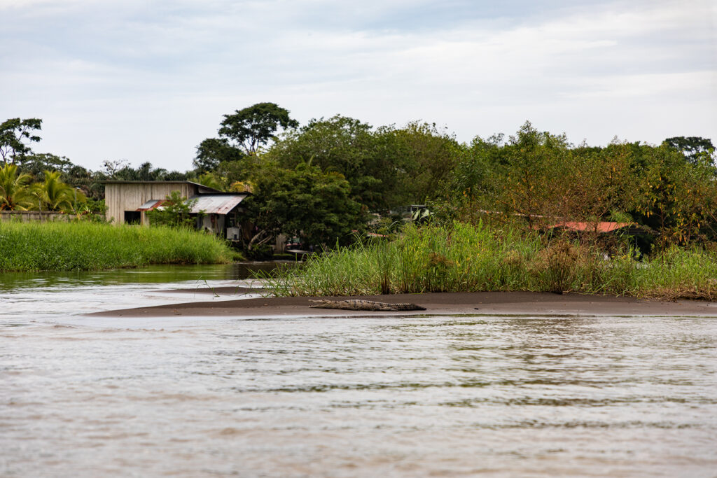 Tortuguero River Crocodile Costa Rica