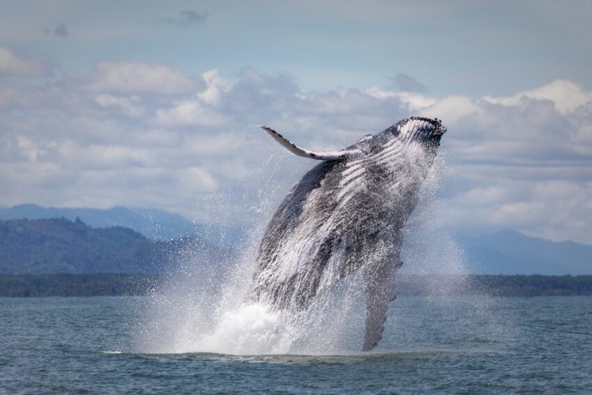 Un baleine à bosse qui saute quasi intégralement hors de l'eau dans le parc national Marino Ballena sur la côte pacifique du Costa Rica