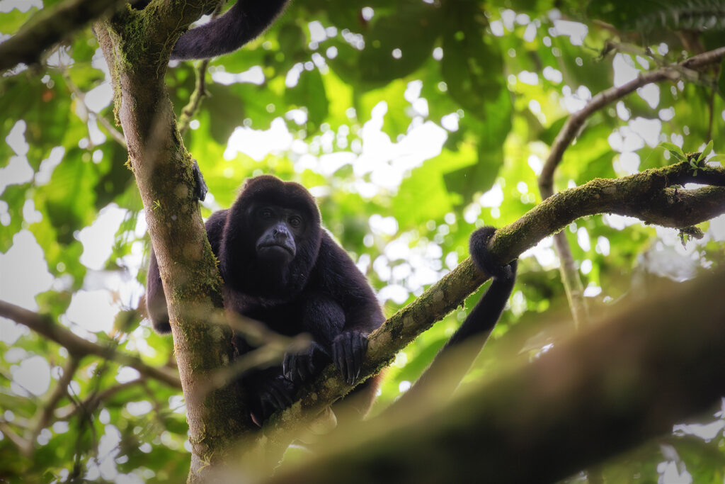 Un singe hurleur dans la forêt sur les flancs du volcan Arenal au Costa Rica.