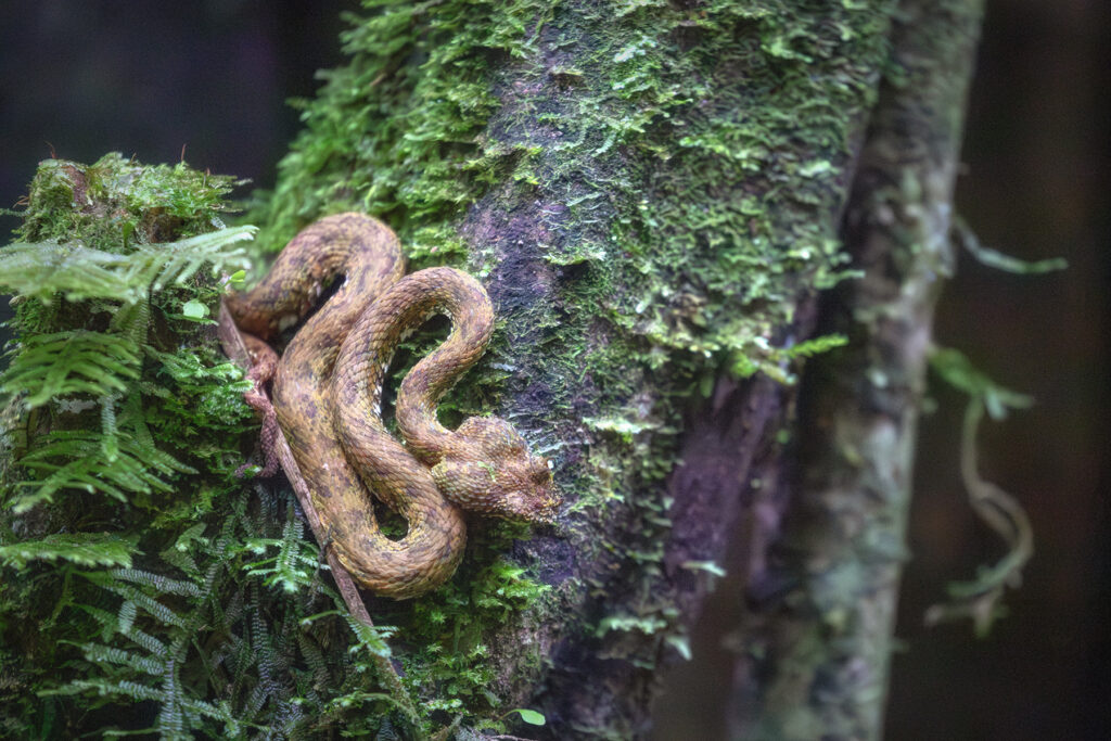 Une vipère à cils dans les envions de La Fortuna au Costa Rica.